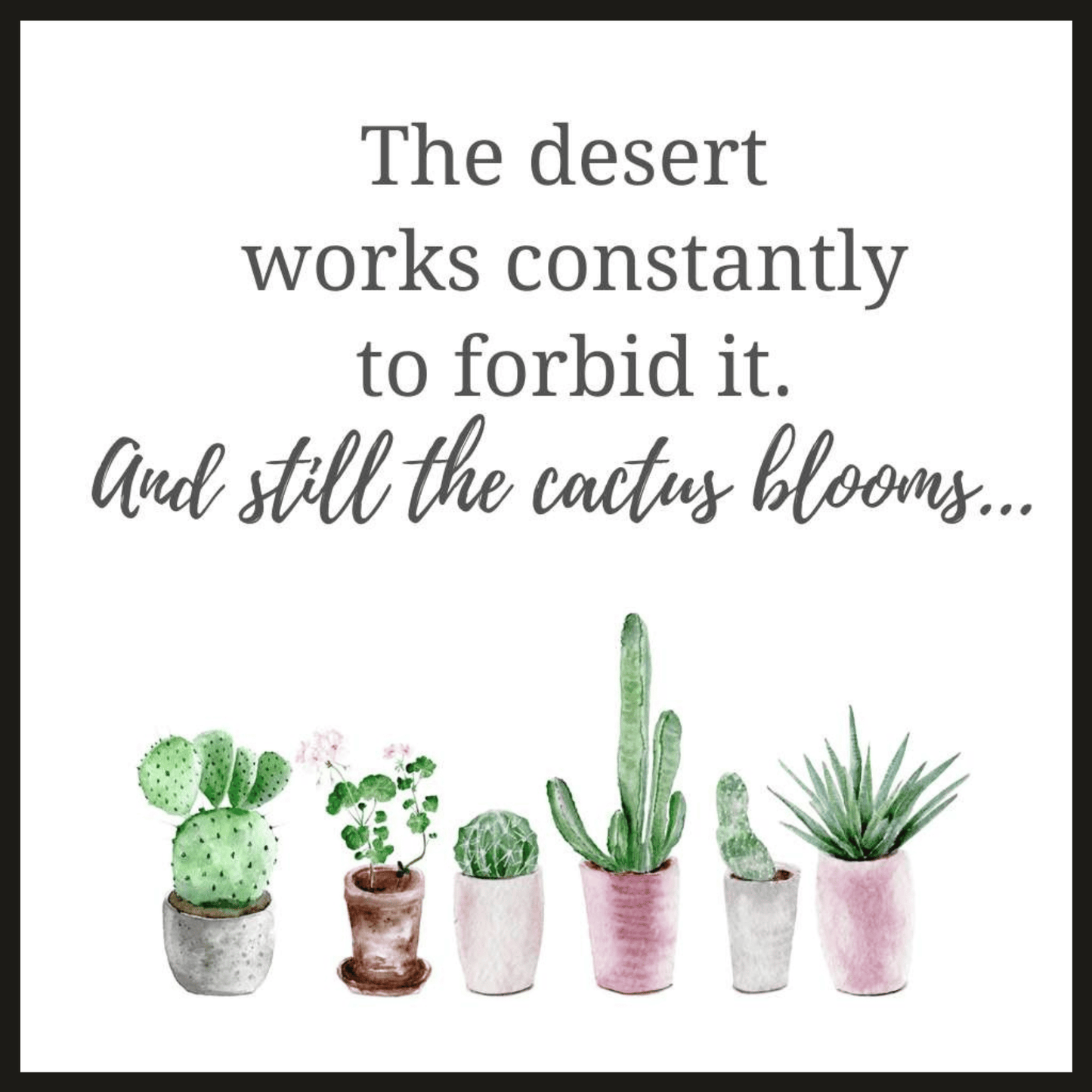 Cactus Blooms