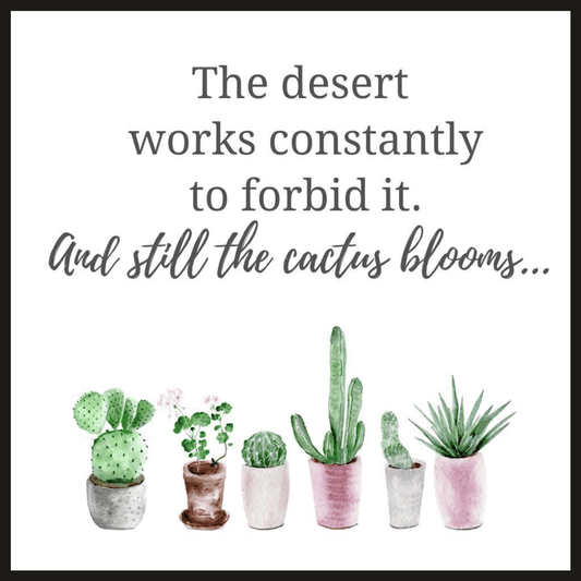 Cactus Blooms